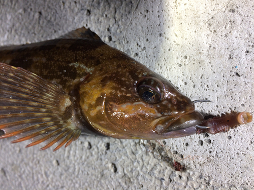 アイナメの釣果