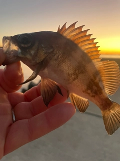 メバルの釣果