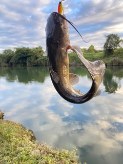 ナマズの釣果