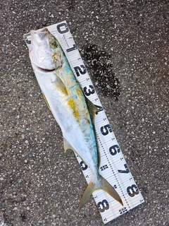 ヒラマサの釣果