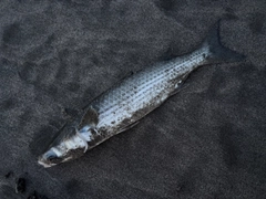 ボラの釣果