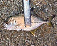 メッキの釣果