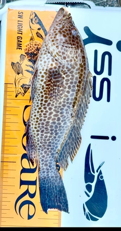 オオモンハタの釣果