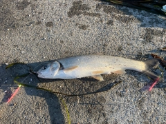 エゾウグイの釣果