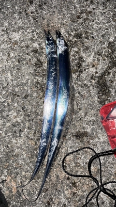 タチウオの釣果