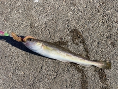 コマイの釣果