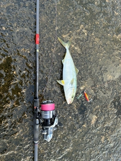 イナダの釣果