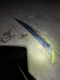 タチウオの釣果