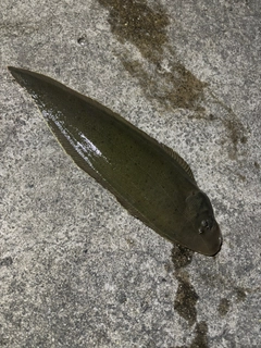 シタビラメの釣果