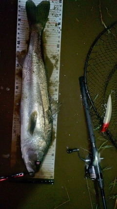 スズキの釣果