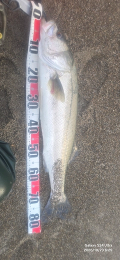 シーバスの釣果