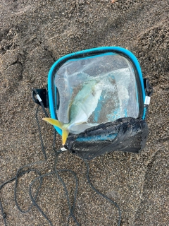 ワカシの釣果