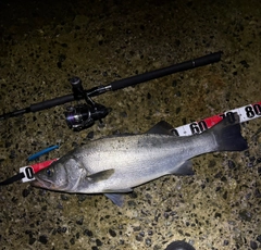 ヒラスズキの釣果