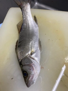 セイゴ（ヒラスズキ）の釣果