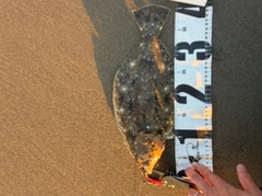 ヒラメの釣果