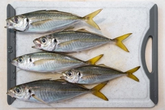 マアジの釣果