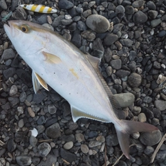 ショゴの釣果