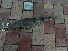 マゴチの釣果