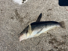アブラコの釣果