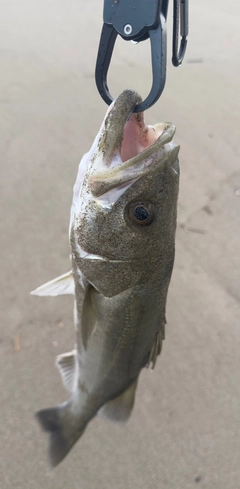 釣果