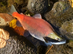 ヒメマスの釣果
