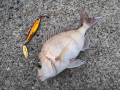 タイの釣果