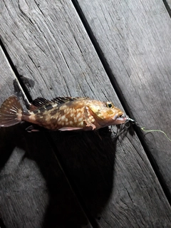 カサゴの釣果