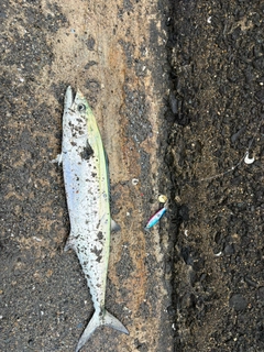 サゴシの釣果