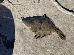 カワガレイの釣果