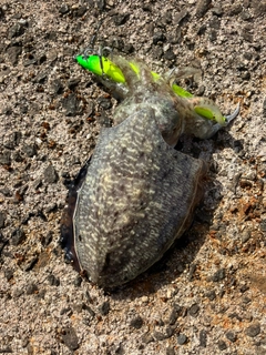 コウイカの釣果