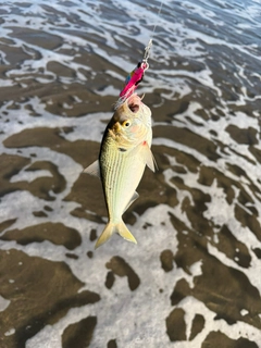 コノシロの釣果