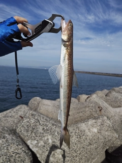 エソの釣果