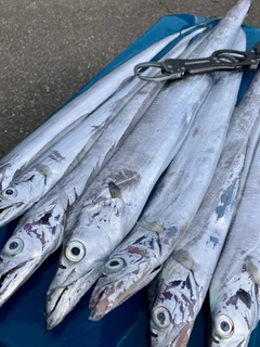 タチウオの釣果