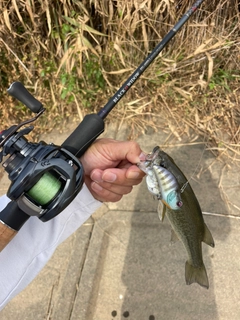 ラージマウスバスの釣果