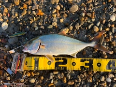 ショゴの釣果