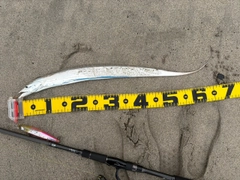 タチウオの釣果