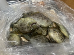 カワハギの釣果