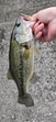 ブラックバスの釣果