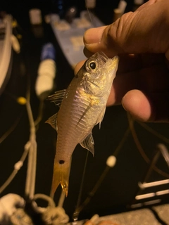 ネンブツダイの釣果