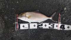 ショゴの釣果