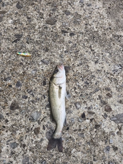 セイゴ（マルスズキ）の釣果