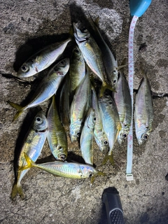 アジの釣果