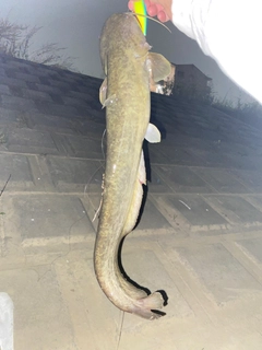 ナマズの釣果