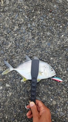 メッキの釣果