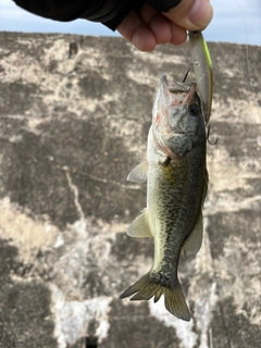 ラージマウスバスの釣果