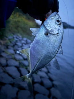 メッキの釣果