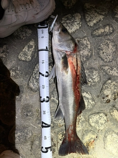 セイゴ（マルスズキ）の釣果