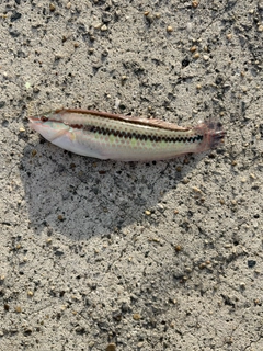 ベラの釣果