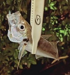 マアジの釣果