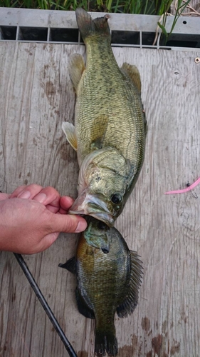 ブラックバスの釣果